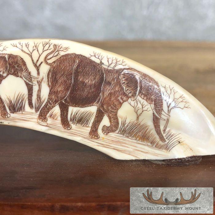 Scrimshaw Warthog Tooth Safari Decor For Sale - Image 4