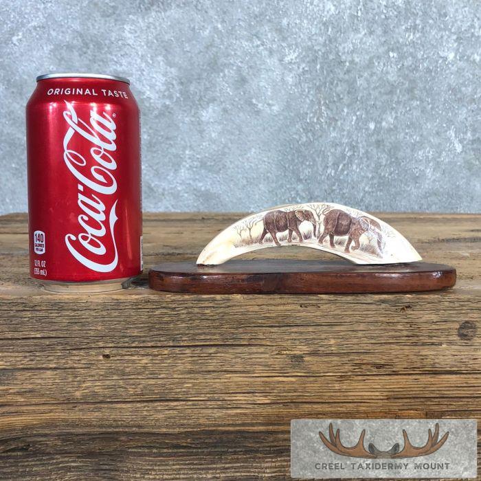 Scrimshaw Warthog Tooth Safari Decor For Sale - Image 2