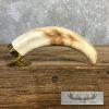Scrimshaw Warthog Tooth Safari Decor For Sale - Image 5