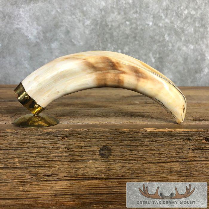 Scrimshaw Warthog Tooth Safari Decor For Sale - Image 5