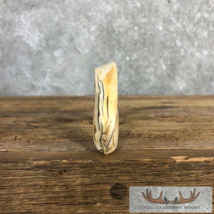Scrimshaw Warthog Tooth Safari Decor For Sale - Image 7