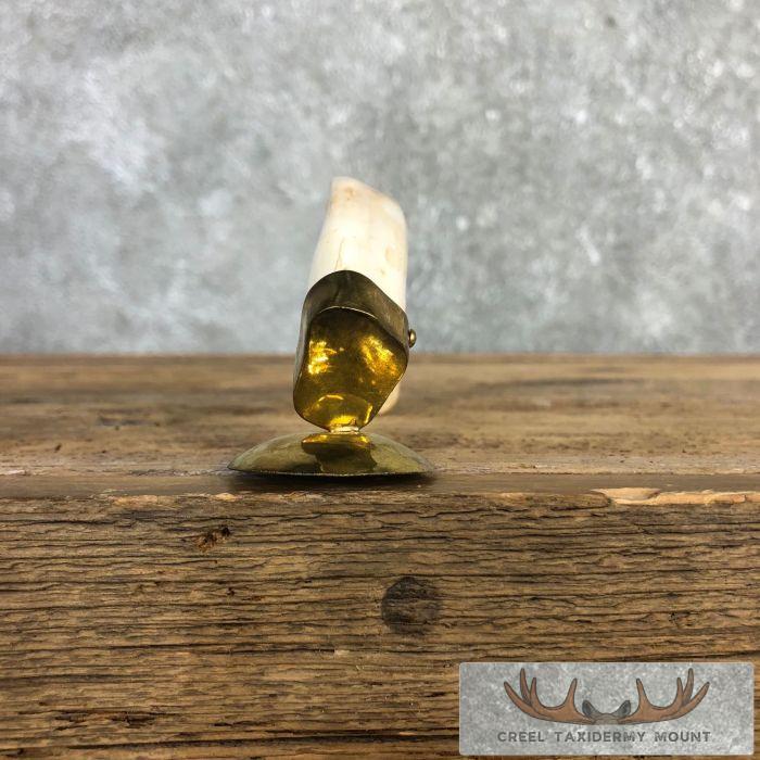 Scrimshaw Warthog Tooth Safari Decor For Sale - Image 6