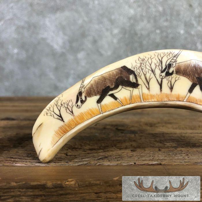 Scrimshaw Warthog Tooth Safari Decor For Sale - Image 3