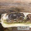 Scrimshaw Hippopotamus Tooth Safari Decor For Sale - Image 3