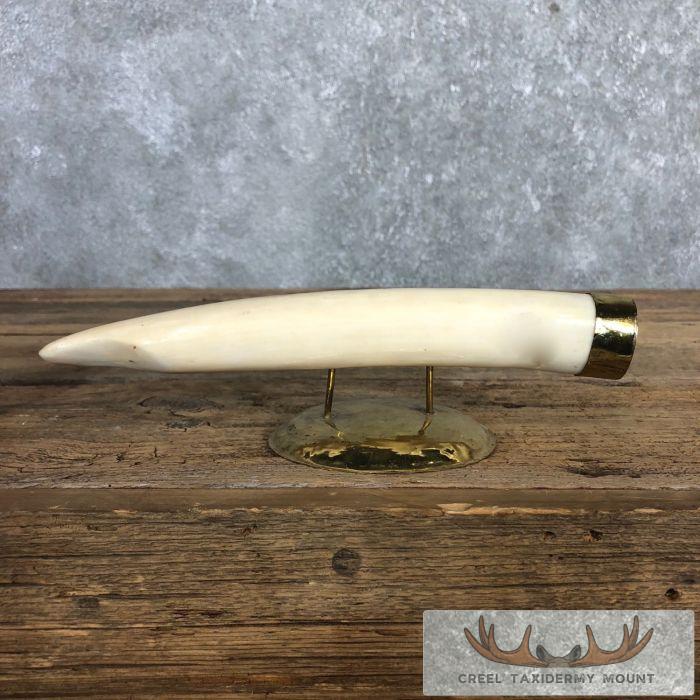 Scrimshaw Hippopotamus Tooth Safari Decor For Sale - Image 6