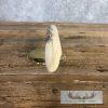 Scrimshaw Hippopotamus Tooth Safari Decor For Sale - Image 7