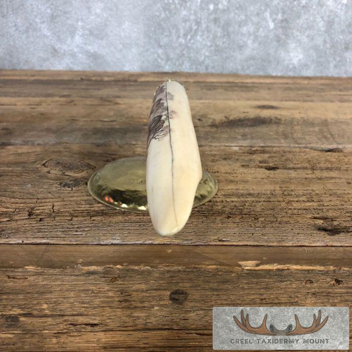 Scrimshaw Hippopotamus Tooth Safari Decor For Sale - Image 7