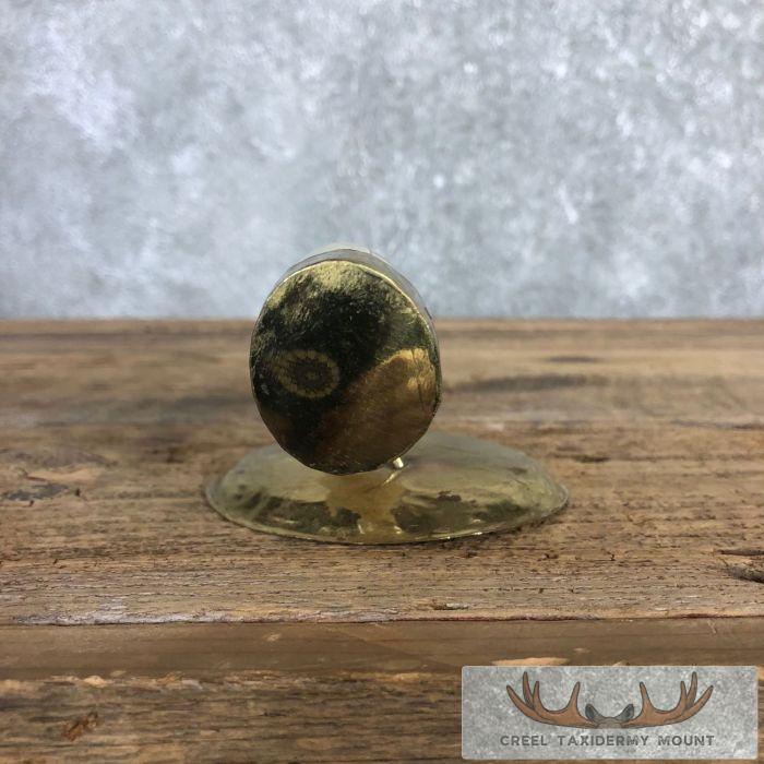 Scrimshaw Hippopotamus Tooth Safari Decor For Sale - Image 8