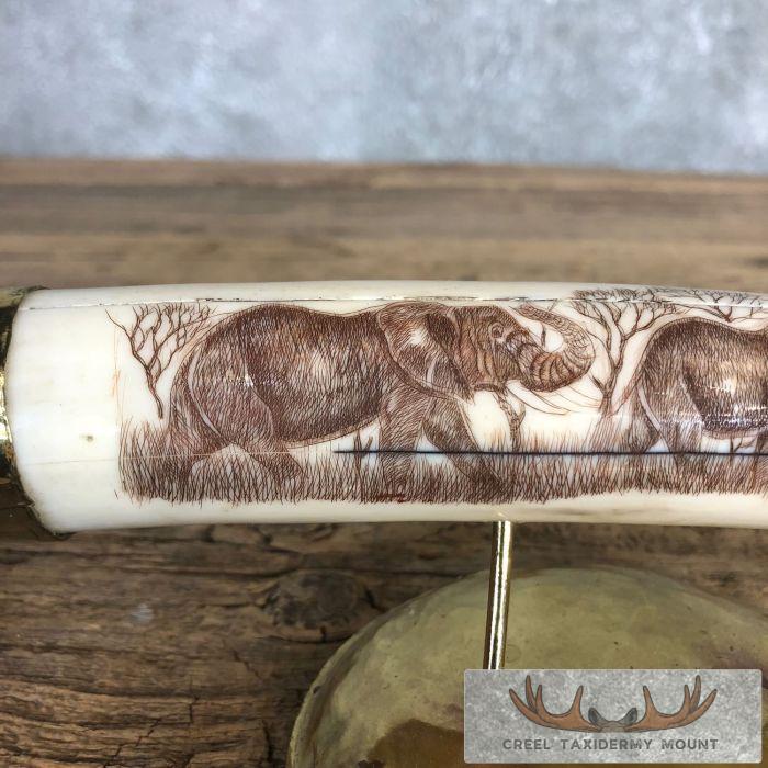 Scrimshaw Hippopotamus Tooth Safari Decor For Sale - Image 3