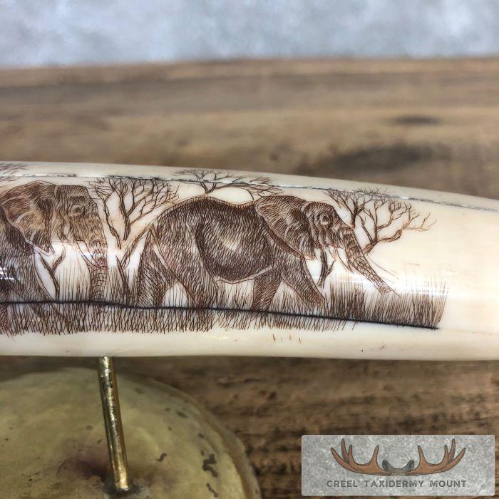 Scrimshaw Hippopotamus Tooth Safari Decor For Sale - Image 5