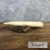 Scrimshaw Hippopotamus Tooth Safari Decor For Sale - Image 6