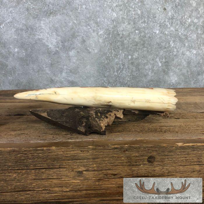 Scrimshaw Hippopotamus Tooth Safari Decor For Sale - Image 6