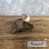 Scrimshaw Hippopotamus Tooth Safari Decor For Sale - Image 8