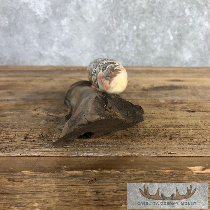 Scrimshaw Hippopotamus Tooth Safari Decor For Sale - Image 8