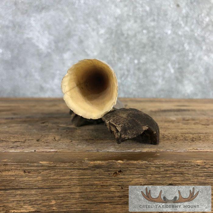 Scrimshaw Hippopotamus Tooth Safari Decor For Sale - Image 7