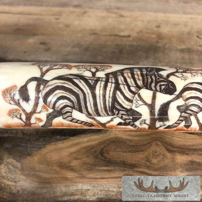 Scrimshaw Hippopotamus Tooth Safari Decor For Sale - Image 3