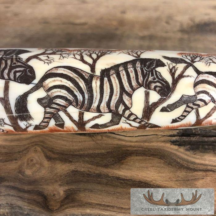 Scrimshaw Hippopotamus Tooth Safari Decor For Sale - Image 4