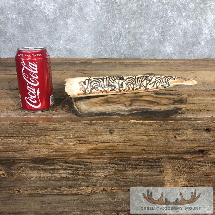Scrimshaw Hippopotamus Tooth Safari Decor For Sale - Image 2