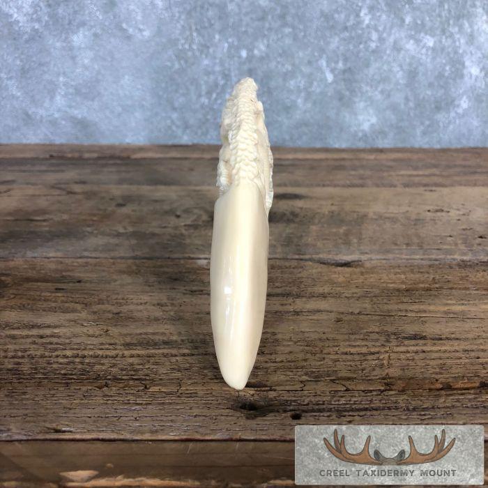 Carved Hippopotamus Tooth Safari Decor For Sale - Image 10