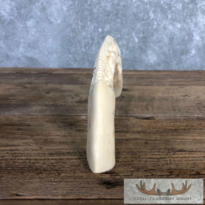 Carved Hippopotamus Tooth Safari Decor For Sale - Image 9