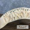 Carved Hippopotamus Tooth Safari Decor For Sale - Image 4