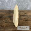 Carved Hippopotamus Tooth Taxidermy Mount For Sale - Image 10