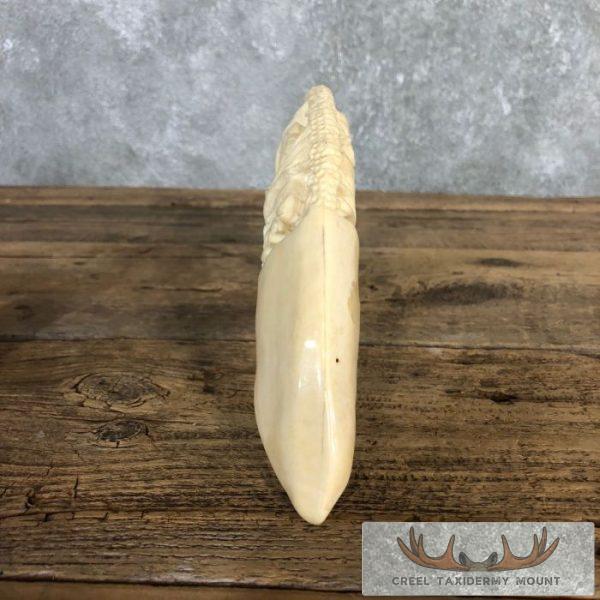 Carved Hippopotamus Tooth Taxidermy Mount For Sale - Image 10