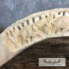 Carved Hippopotamus Tooth Taxidermy Mount For Sale - Image 7