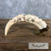 Carved Warthog Tooth Safari Decor For Sale - Image 2