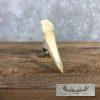 Carved Warthog Tooth Safari Decor For Sale - Image 8