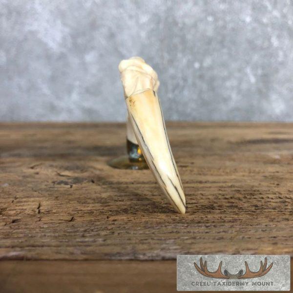 Carved Warthog Tooth Safari Decor For Sale - Image 8