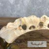 Carved Warthog Tooth Safari Decor For Sale - Image 4