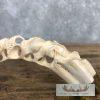 Carved Warthog Tooth Safari Decor For Sale - Image 6