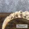 Carved Warthog Tooth Safari Decor For Sale - Image 7