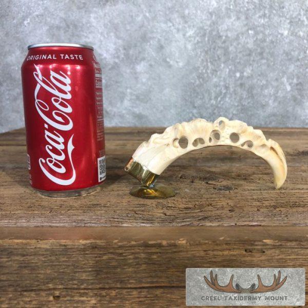 Carved Warthog Tooth Safari Decor For Sale - Image 3