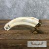 Carved Warthog Tooth Safari Decor For Sale - Image 2