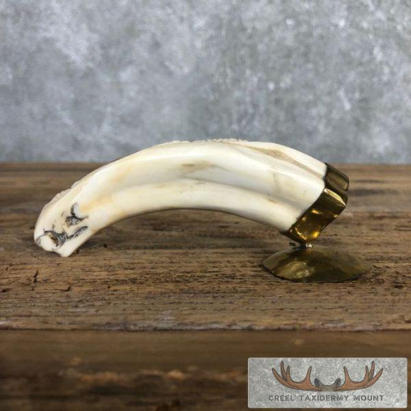 Carved Warthog Tooth Safari Decor For Sale - Image 2