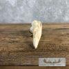 Carved Warthog Tooth Safari Decor For Sale - Image 6
