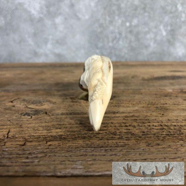 Carved Warthog Tooth Safari Decor For Sale - Image 6