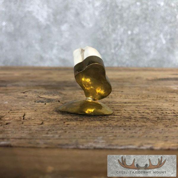 Carved Warthog Tooth Safari Decor For Sale - Image 5