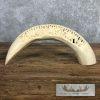 Carved Hippopotamus Tooth Safari Decor For Sale - Image 2