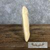 Carved Hippopotamus Tooth Safari Decor For Sale - Image 11