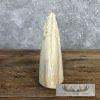 Carved Hippopotamus Tooth Safari Decor For Sale - Image 10