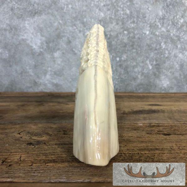 Carved Hippopotamus Tooth Safari Decor For Sale - Image 10