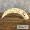 Carved Hippopotamus Tooth Safari Decor For Sale - Image 2