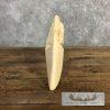 Carved Hippopotamus Tooth Safari Decor For Sale - Image 11