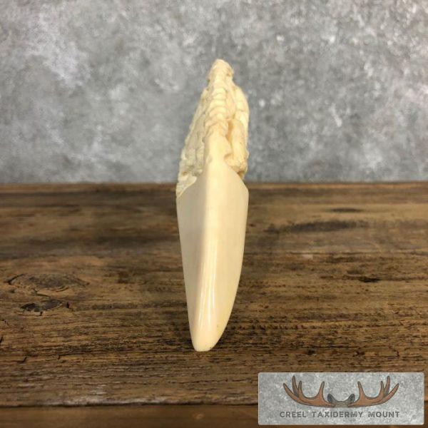 Carved Hippopotamus Tooth Safari Decor For Sale - Image 11