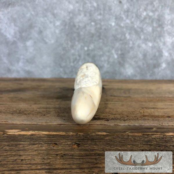 Carved Hippopotamus Tooth Safari Decor For Sale - Image 7