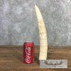 Carved Hippopotamus Tooth Taxidermy Mount For Sale - Image 5