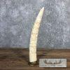 Carved Hippopotamus Tooth Taxidermy Mount For Sale - Image 2